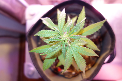 Eine junge Cannabispflanze in einem Stofftopf, die sich unter einer LED-Lampe streckt. Die Pflanze zeigt erste Anzeichen von Vorblüte.