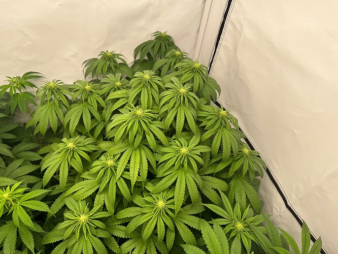 Growreport Bild 2
