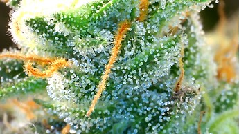 Growreport Bild 10
