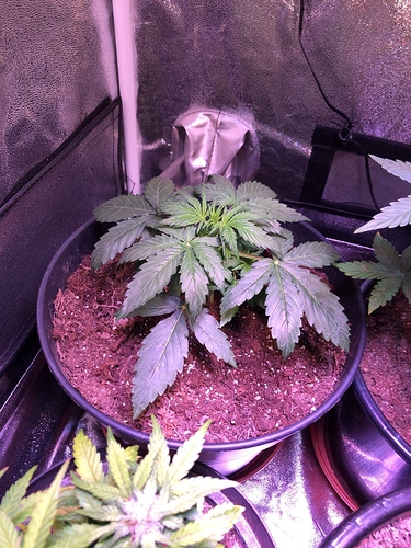 Growreport Bild 3