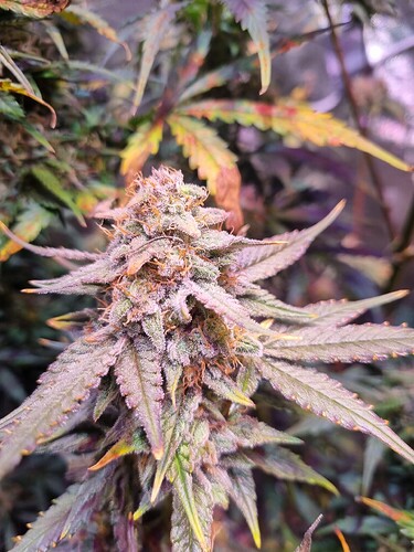 Growreport Bild 9