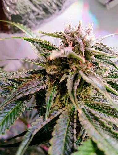 Growreport Bild 8