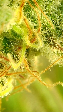 Growreport Bild 59