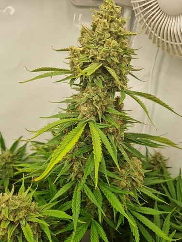 Growreport Bild 2