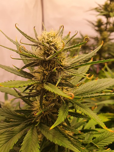 Growreport Bild 6