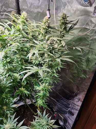 Growreport Bild 20