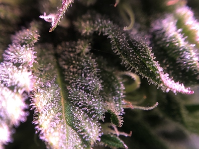 Growreport Bild 26