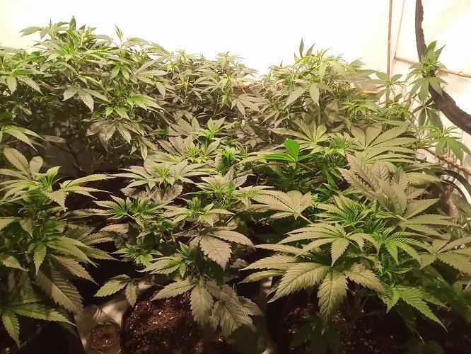 Growreport Bild 7