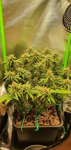 Growreport Bild 1