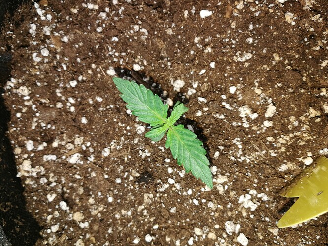Growreport Bild 109