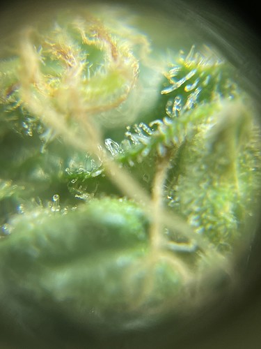 Growreport Bild 59