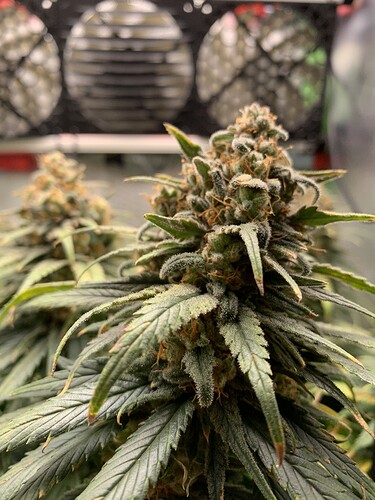 Growreport Bild 25