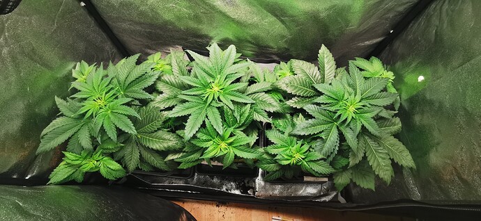 Growreport Bild 46