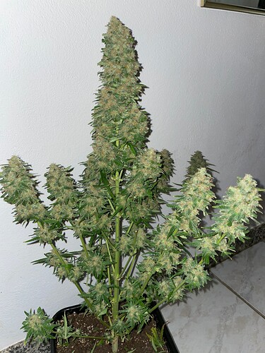 Growreport Bild 11
