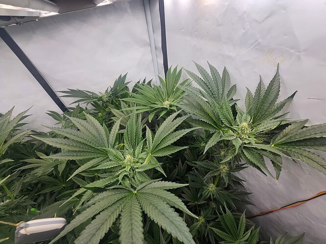 Growreport Bild 5