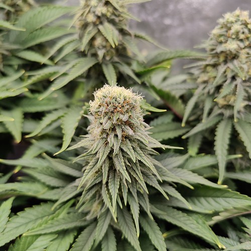 Growreport Bild 7