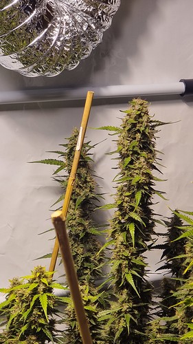 Growreport Bild 8