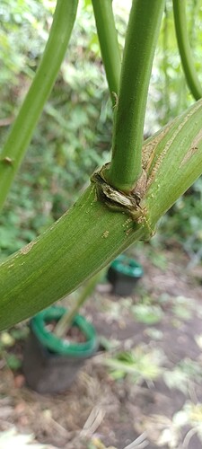 Growreport Bild 3