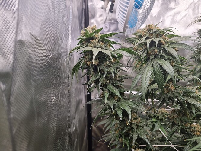 Growreport Bild 29