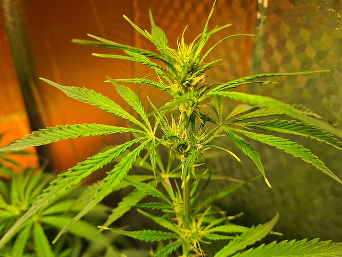 Growreport Bild 2