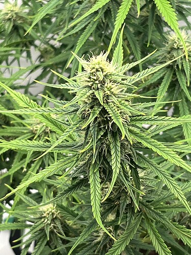 Growreport Bild 16
