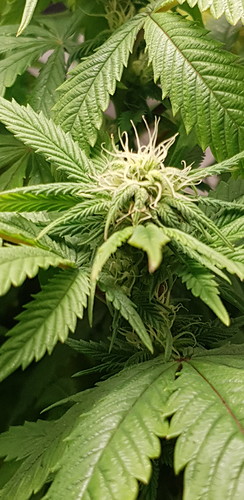 Growreport Bild 4