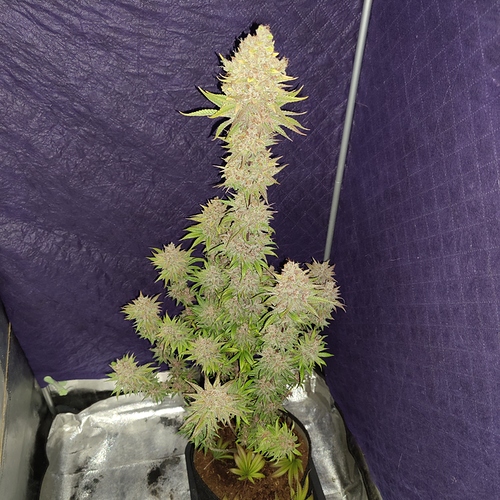 Growreport Bild 36