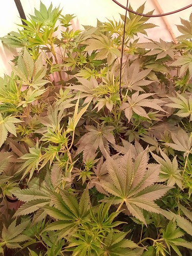 Growreport Bild 30