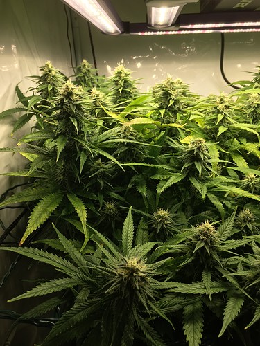 Growreport Bild 14