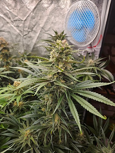 Growreport Bild 29