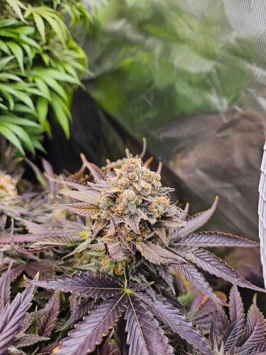 Growreport Bild 16