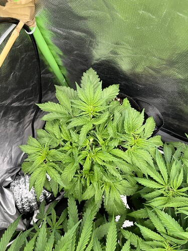 Growreport Bild 28