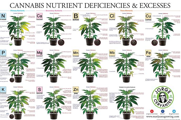 weed-nutrients