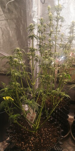 IMG_20240102_124322