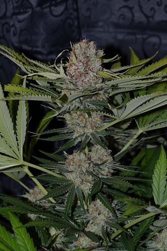 Growreport Bild 6