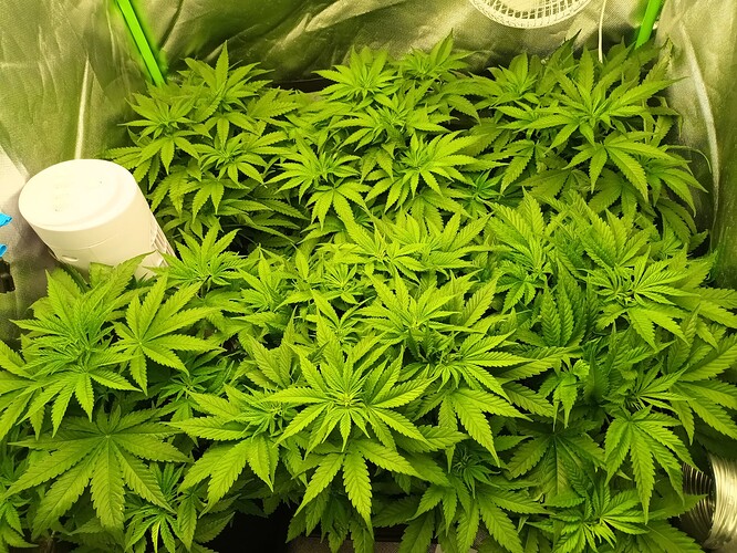 Growreport Bild 13