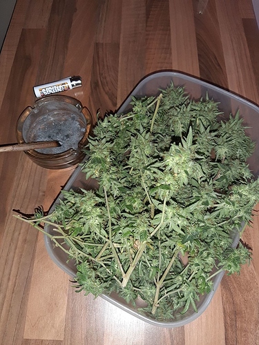 Growreport Bild 9