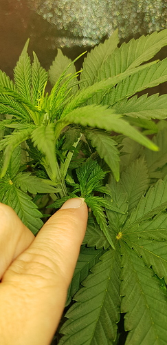 Growreport Bild 9