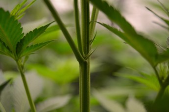 Growreport Bild 2