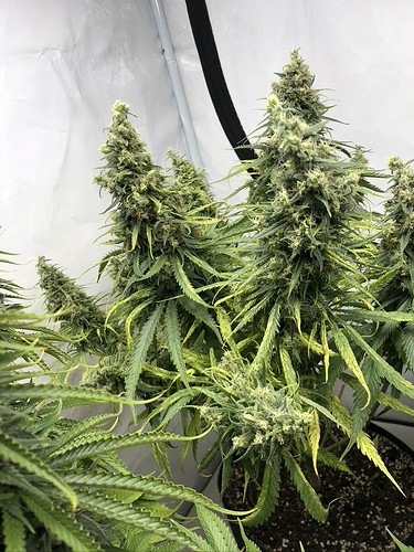 Growreport Bild 6