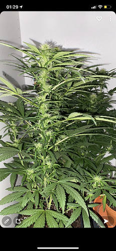 Growreport Bild 4