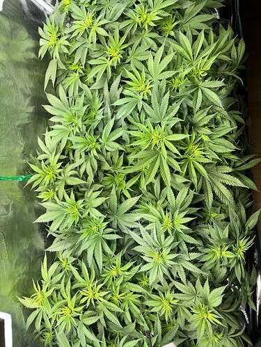 Growreport Bild 22