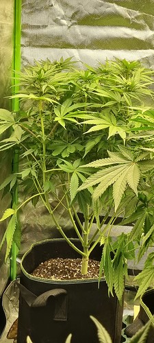 Growreport Bild 6