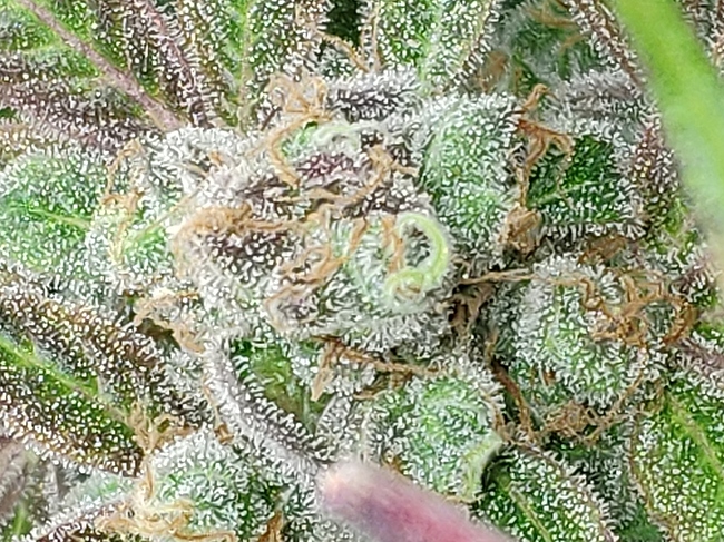 Growreport Bild 3