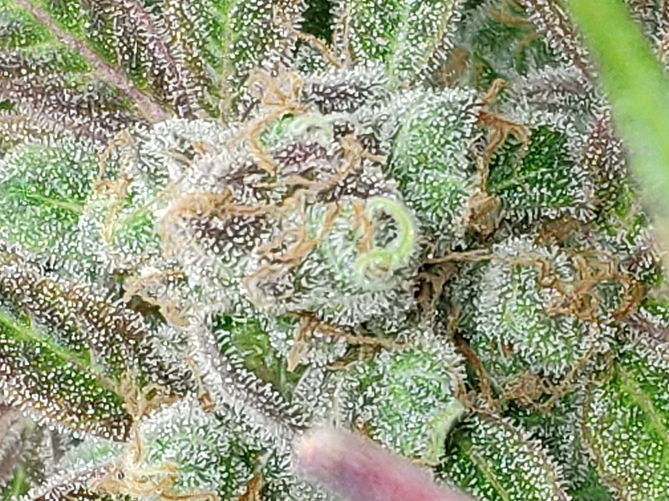 First Grow: Bio, 2x Northern Light, Zeus Compact LED