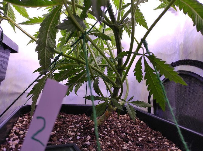 Growreport Bild 9