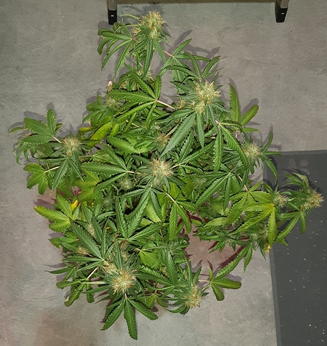 Growreport Bild 11