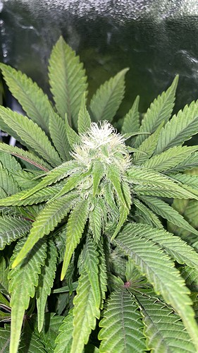 Growreport Bild 34