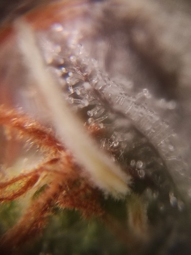 Growreport Bild 4