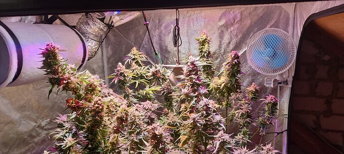 Growreport Bild 38
